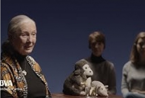 "Tenemos intelecto. ¿Pero somos tan inteligentes?". Jane Goodall, primatóloga