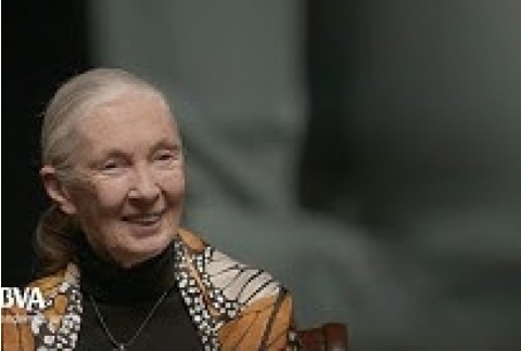Mi mensaje a las niñas que quieren ser científicas. Jane Goodall, primatóloga