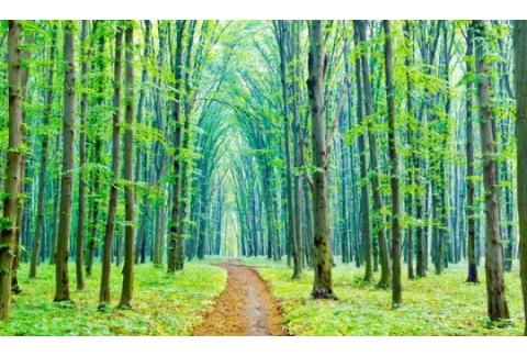 Los baños de bosque