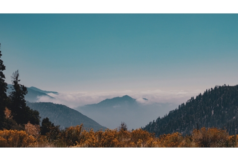 Beneficios de los baños de bosque