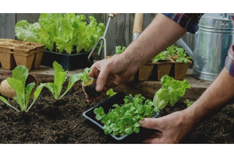 Recuperación de la enfermedad en la Naturaleza