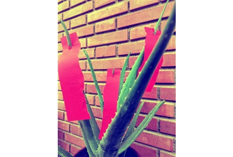 POEMA PARA INTEGRAR EL DOLOR                                              *AloeVersa _Nuria Herrera*