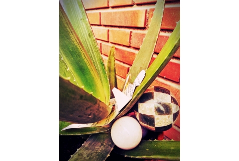 POEMA SOBRE LA QUEJA                            *AloeVersa*_ Nuria Herrera