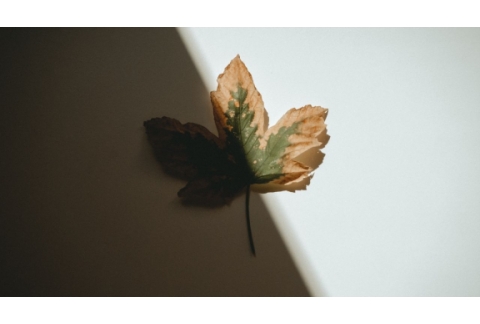 Trabajo de Sombra (Parte 1)