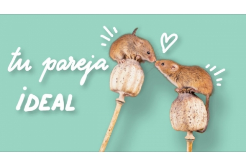 Cómo atraer a tu pareja ideal