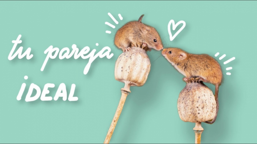 Imagen portada Cómo atraer a tu pareja ideal