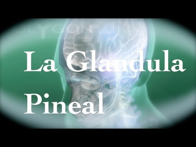 Imagen portada La glándula pineal, el tercer ojo y los viajes astrales.