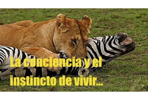 La conciencia y el instincto de vivir.