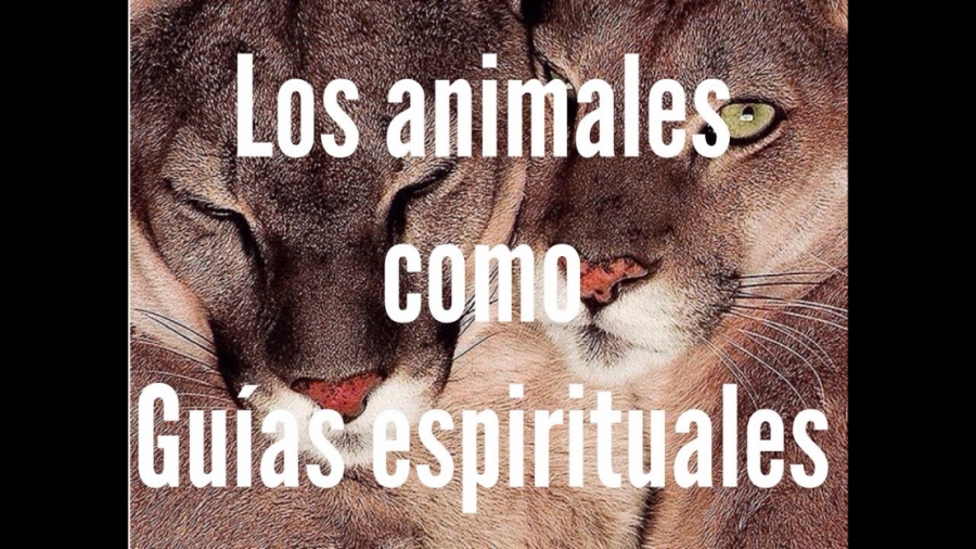 Imagen portada Los animales como guías espirituales.