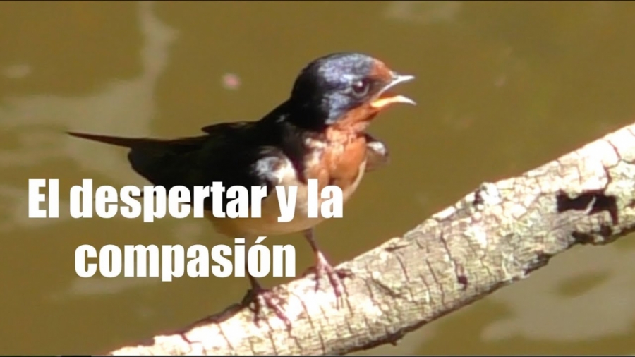 Imagen portada La compasión