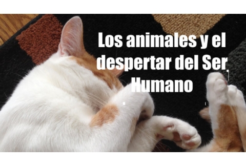 Las mascotas y el despertar del Ser Humano