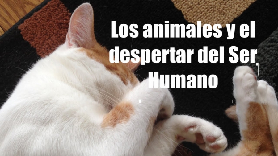 Imagen portada Las mascotas y el despertar del Ser Humano