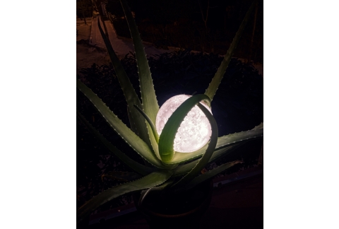 POEMA PARA AFRONTAR LA PÉRDIDA * Aloe Versa_Nuria Herrera*