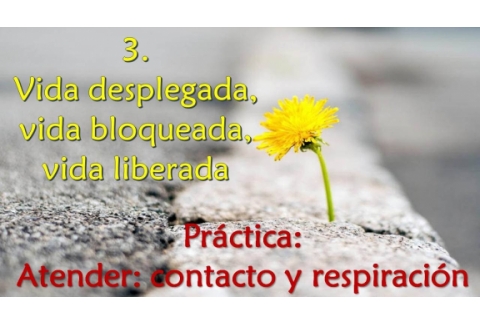 Vida desplegada, vida bloqueada, vida liberada - Práctica: Atender: contacto y respiración