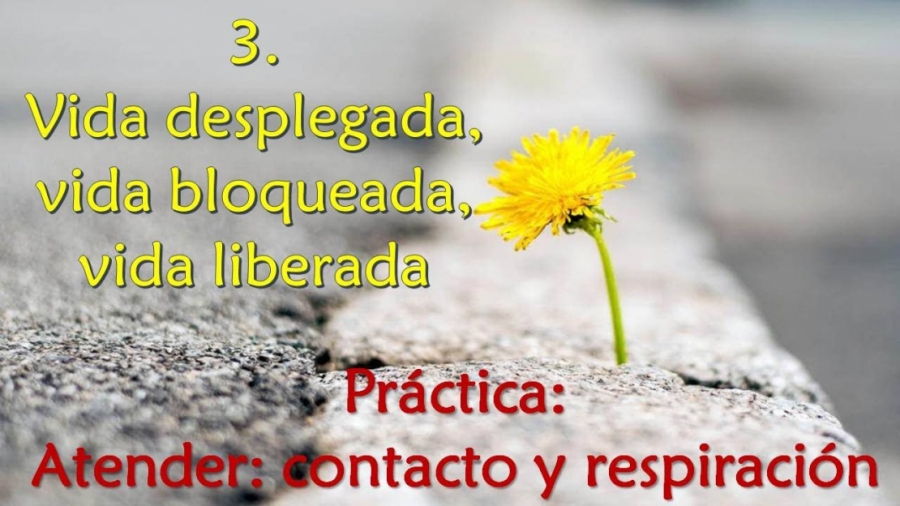 Imagen portada Vida desplegada, vida bloqueada, vida liberada - Práctica: Atender: contacto y respiración