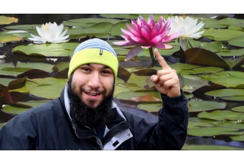 FLOR DE LOTO  Significado Espiritual y Tipos de Flores  Loto de la India, Blanco, Colores, Nelumbo