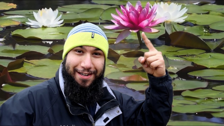 Imagen portada FLOR DE LOTO  Significado Espiritual y Tipos de Flores  Loto de la India, Blanco, Colores, Nelumbo