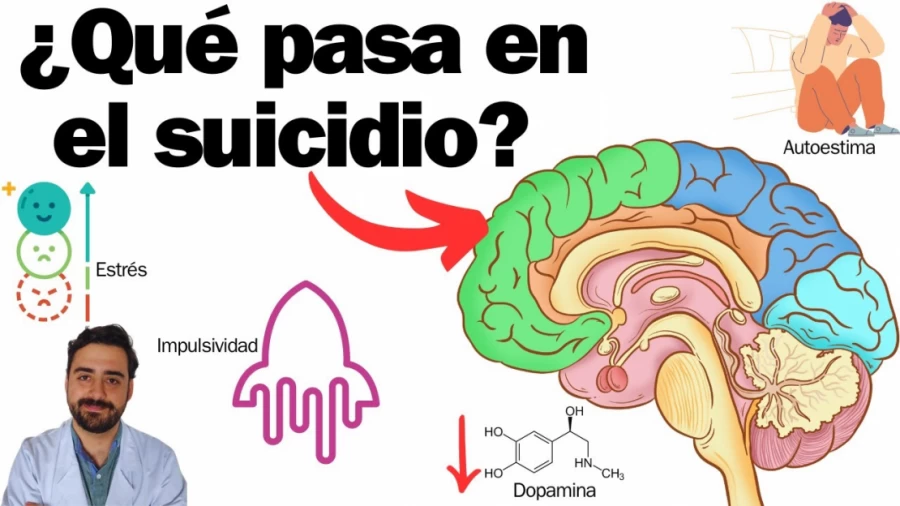 Imagen portada ¿Qué pasa en el cerebro de alguien que se suicida?