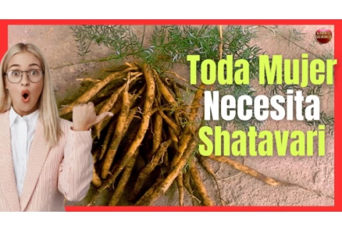 SHATAVARI EL MEJOR REGULADOR HORMONAL FEMENINO NATURAL DE LA MEDICINA AYURVEDA