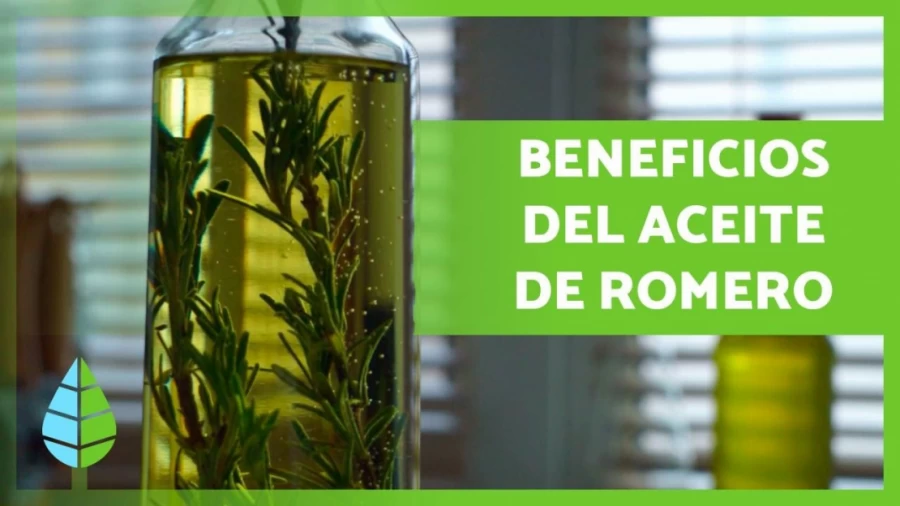 Imagen portada ACEITE de ROMERO 🪔🍃 ¡Propiedades, BENEFICIOS y Cómo Hacerlo!