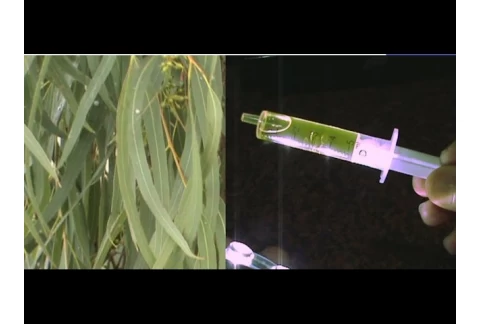 Cómo hacer aceite esencial de eucalipto casero (sin tener que destilar)