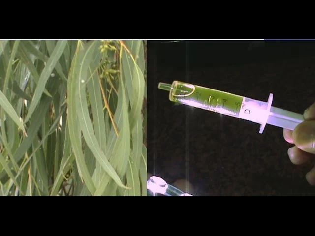 Imagen portada Cómo hacer aceite esencial de eucalipto casero (sin tener que destilar)