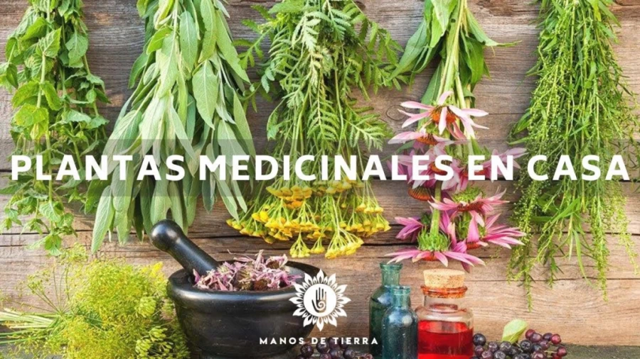 Imagen portada La Mejor Medicina Natural Que Debes Tener En Casa / Plantas Medicinales/ Herbolaria En Casa🪴🌿💚